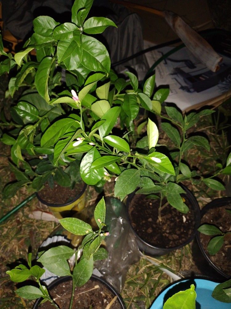 meyer lemon tree mature