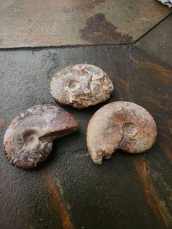 3 Beautiful Shell Shape Stones