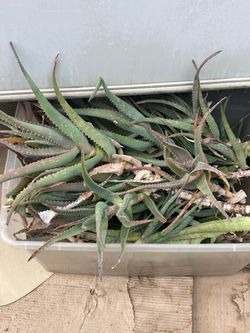 Aloe vera clippings