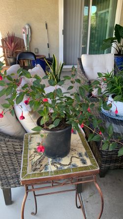 Plant