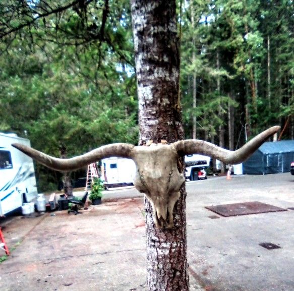 ***Genuine Steer Skull With 38inch Horn Span***