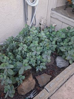 “Kalanchoe succulent”