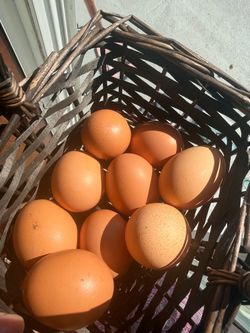 Eggs from backyard hens