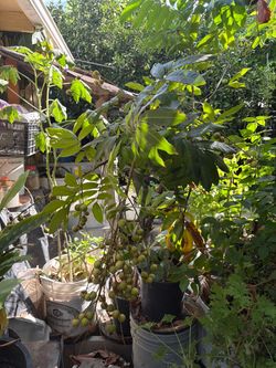 Grafted longan tree with fruits