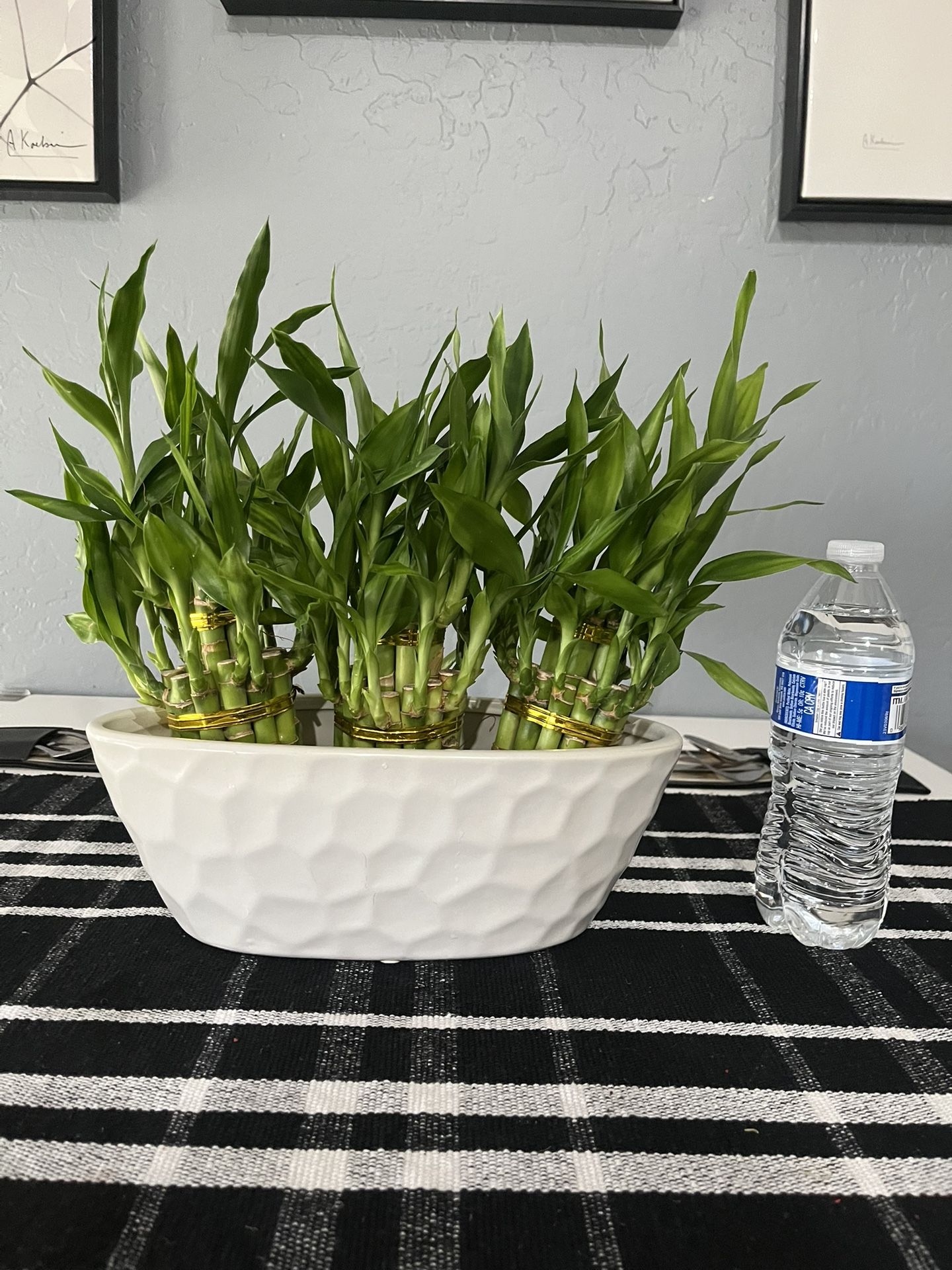 Plant Bamboo
