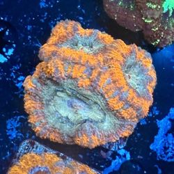 Asian Acan Display Decor