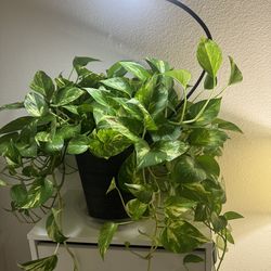 1 pack Live pothos house plant with 1 grow lights