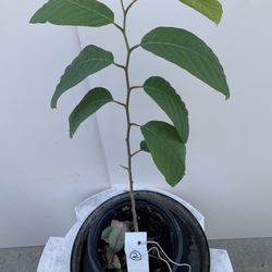 C2- Cherimoya Plant Growing From Seeds