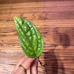 Monstera Variegated Peru Rooted Cutting