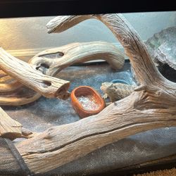Bearded Dragon With 40 Gallon Tank 