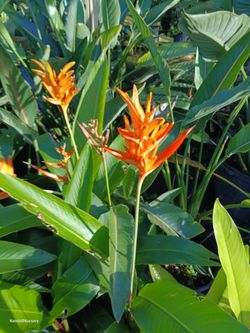 Beautiful Heliconia with blooming orange flowers 🏵️7gl $45