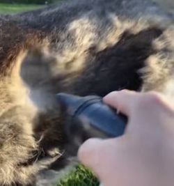 High Velocity Deshed Pet Blow Dryer