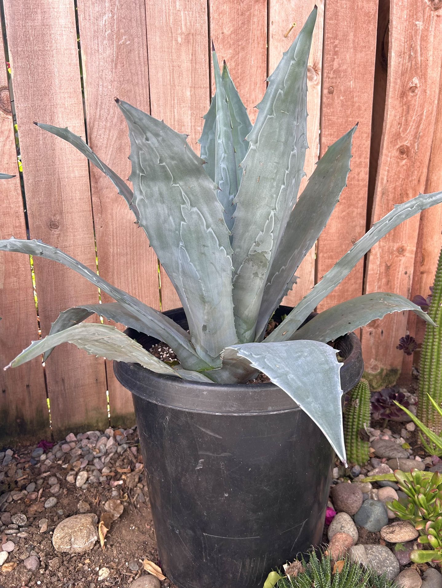 15 Gallon Blue Agave