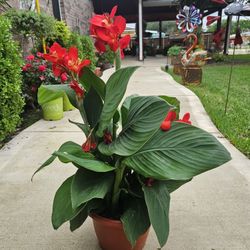 Red Canna Lyli PLANTS ARRIVE, BEAUTIFUL AND HEALTHY. $25 EACH