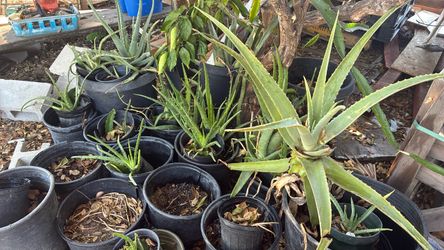 Aloe Vera