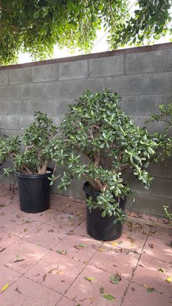 Jades bushes / arboles de jade