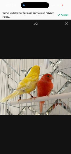 Canaries with cages