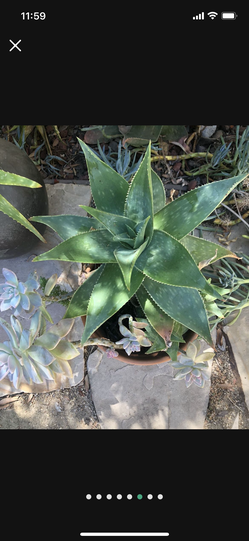 Plants. Many Succulents Plants