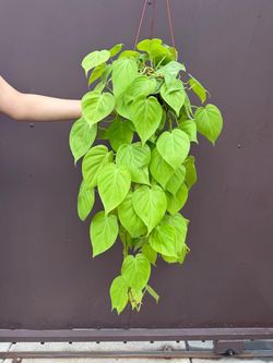 6” neon philodendron