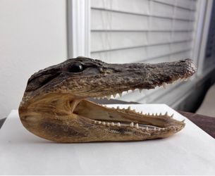 Gator Head  / Aligator  Head