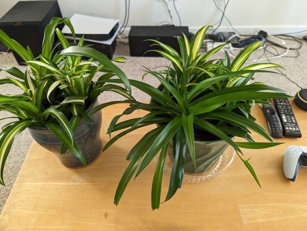 Spider Plants 