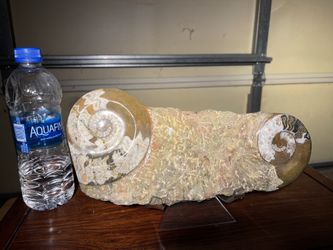 Fossil