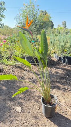 Bird of Paradise