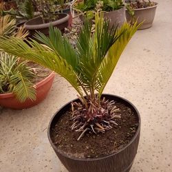 Baby Sego Palm In A Brown Por $14