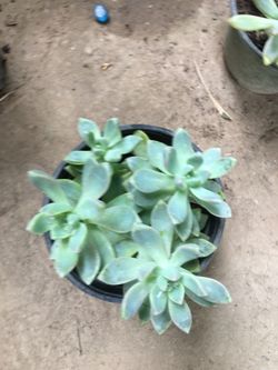 Succulents