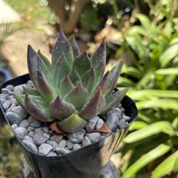 Succulents