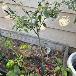 Spicy Pepper Tree $5