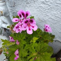 Malva/Geranium 