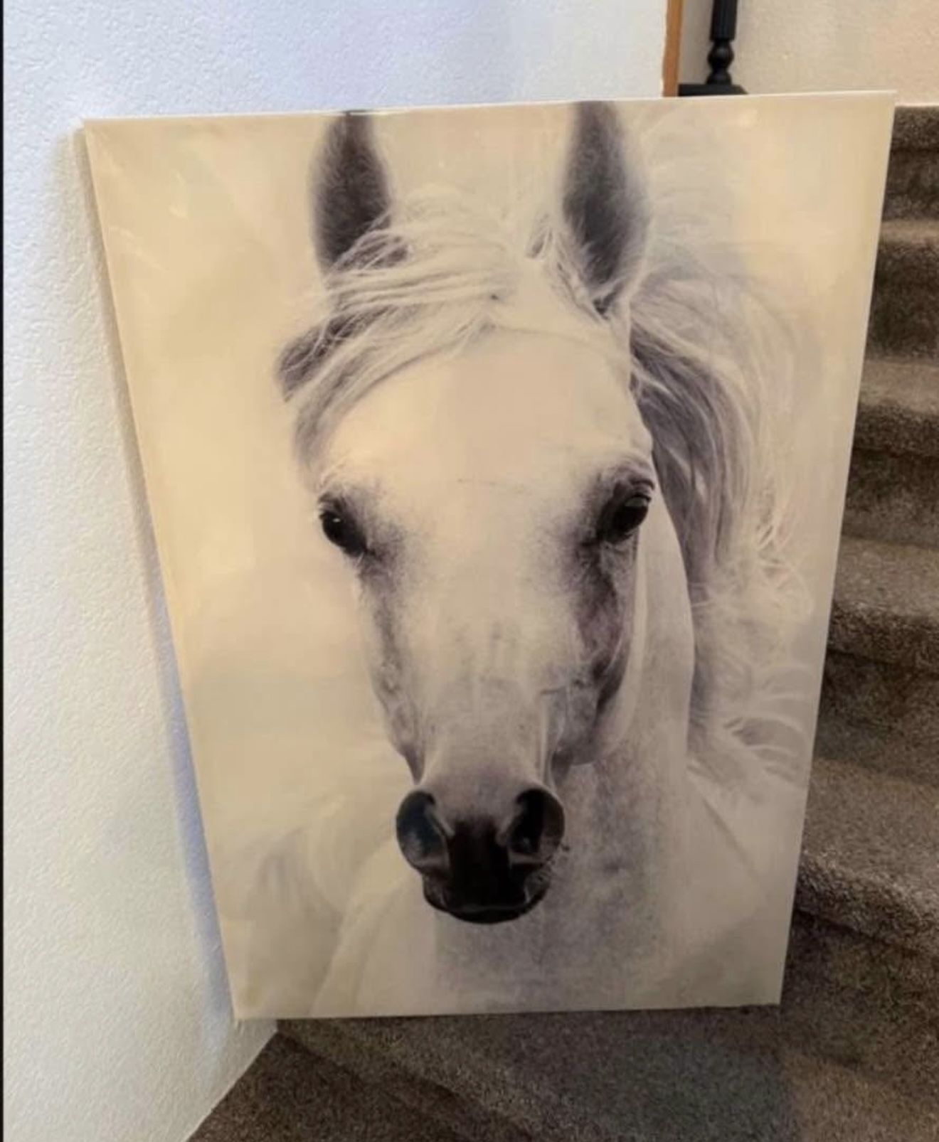 Horse Canvas