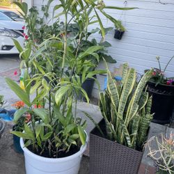 BEAUTIFUL BAMBOO PLANT SIZE 5 FEET $65