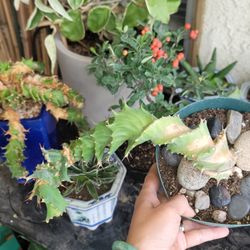 Rare Sprial Euphorbia Tortirama 