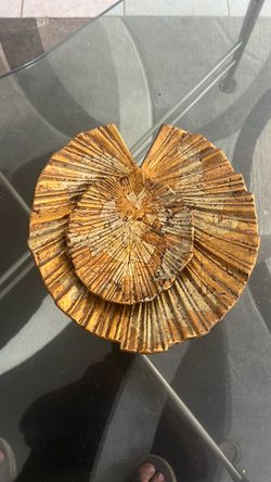 Large Ammonite Fossil Specimen