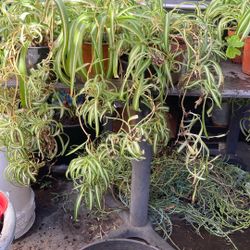 Spider Plants
