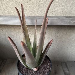 Aloe Vera Plant/Savila