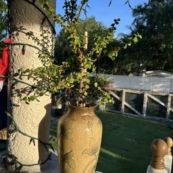 árbol de la abundancia portulacaria afra 