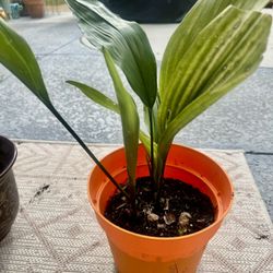 🌱  Cast Iron Plant In Pot