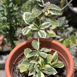RARE Collector's Variegated Hydrangea macrophylla