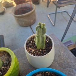 Totem pole cactus with pot