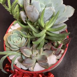 Holiday Succulent Arrangements