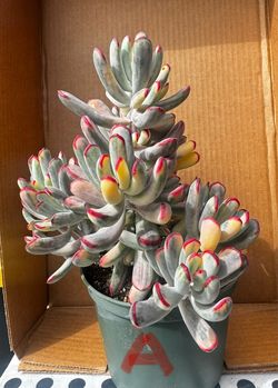 Cotyledon variegated in 6” pot