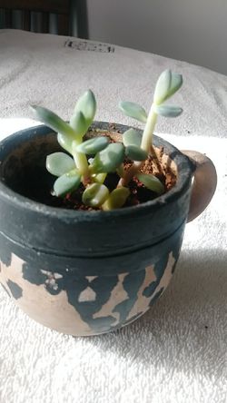 ADORABLE LIVE PLANT IN POTTERY