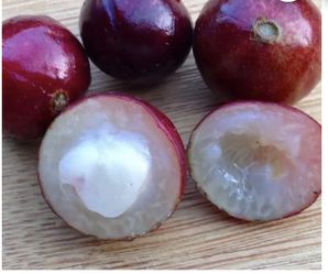 Red Hybrid Jaboticaba Tree (3 Ft Tall)