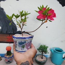 Bonsai Plants