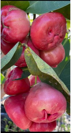 Wax apple ( cây mận )