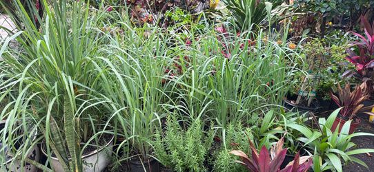 Lemongrass