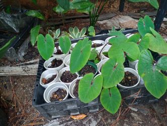 Small Pharaohs Mask Perennial Plants